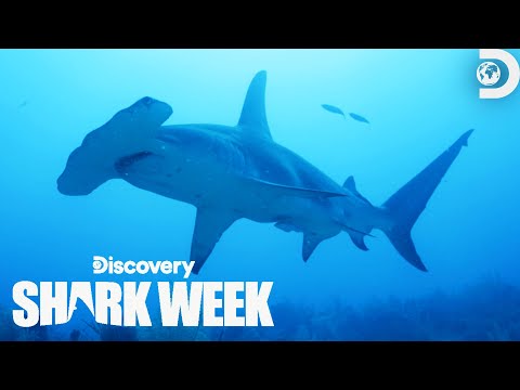 Unusual Hammerhead Activity | Cocaine Sharks