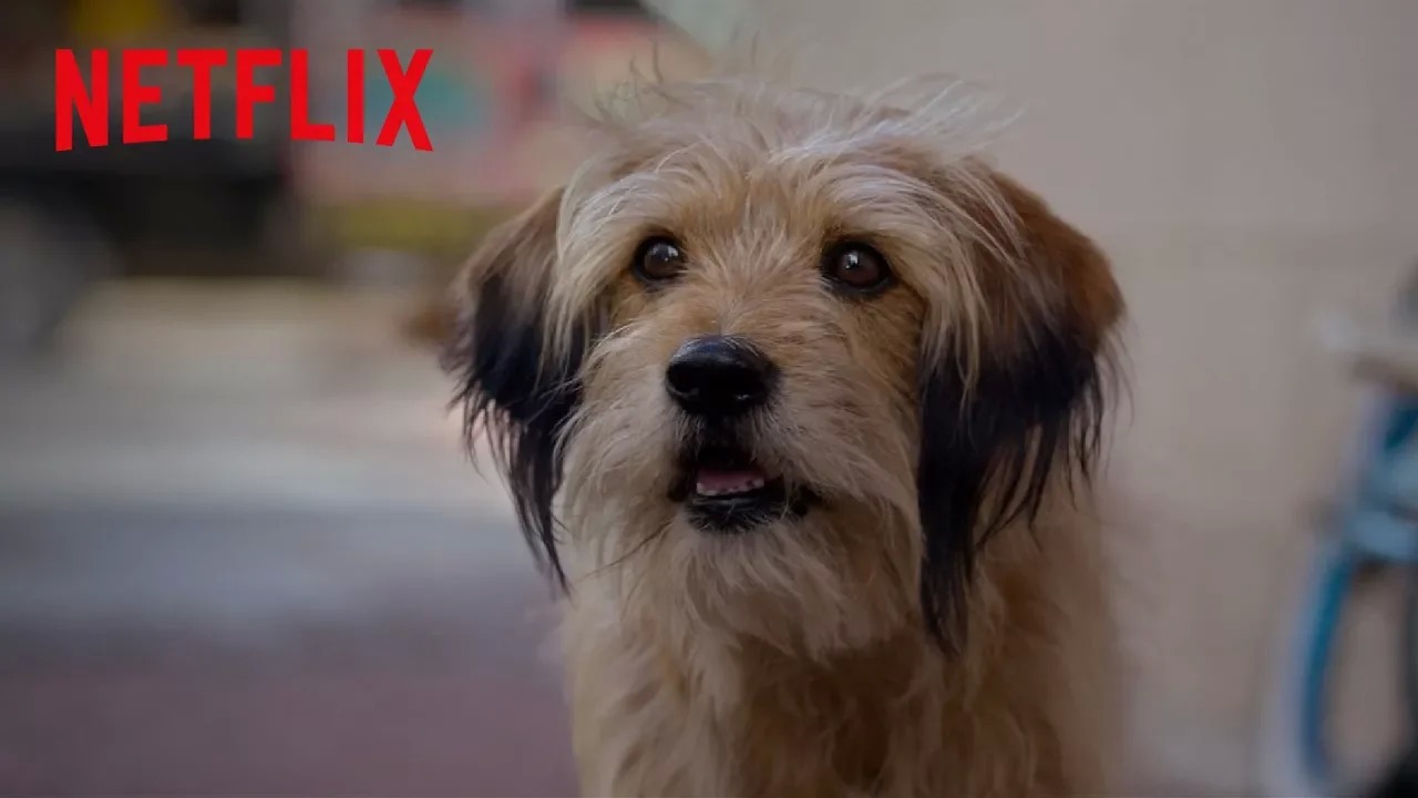 Benji - Netflix Benji - Netflix