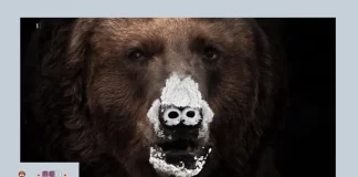 assistir O Urso do pó Branco online estreia filme