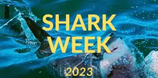 Shark Week 2023: Onde assistir ao vivo na íntegra